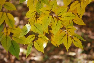 Betula albosinensis - bříza čínská - podzimní listy